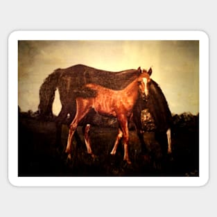 MOTHE AND FOAL Sticker